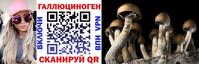 Галлюциногенные грибы Psilocybe  где можно купить наркотик  мориарти состав  Курчатов 